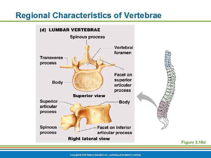 Regional Characteristics of Vertebrae Figure 5. 18 d Copyright © 2009 Pearson Education, Inc.