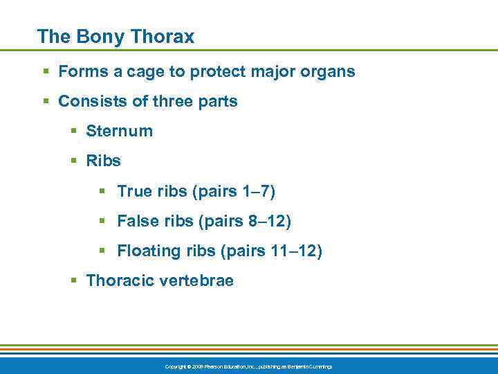 The Bony Thorax § Forms a cage to protect major organs § Consists of