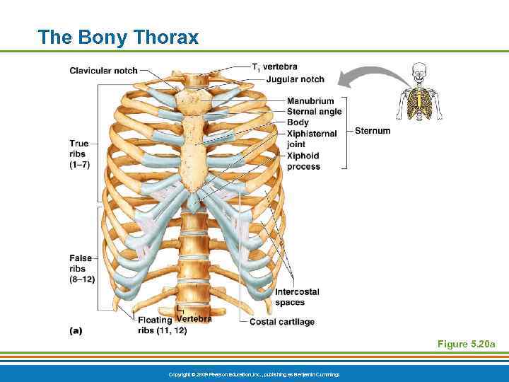 The Bony Thorax Figure 5. 20 a Copyright © 2009 Pearson Education, Inc. ,