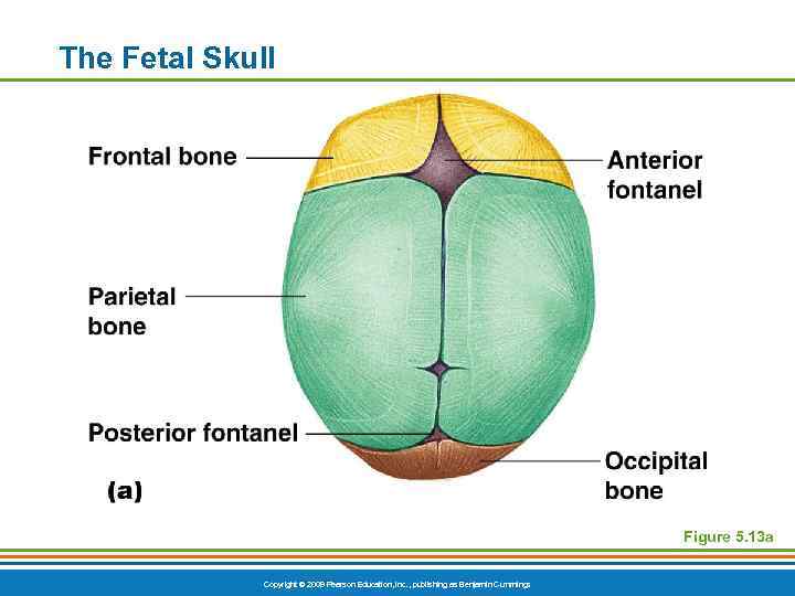 The Fetal Skull Figure 5. 13 a Copyright © 2009 Pearson Education, Inc. ,