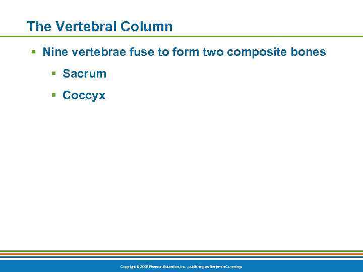 The Vertebral Column § Nine vertebrae fuse to form two composite bones § Sacrum