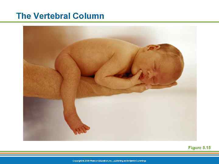 The Vertebral Column Figure 5. 15 Copyright © 2009 Pearson Education, Inc. , publishing