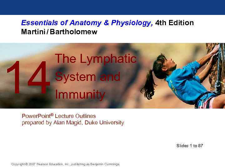 Essentials of Anatomy & Physiology, 4 th Edition Martini / Bartholomew 14 The Lymphatic