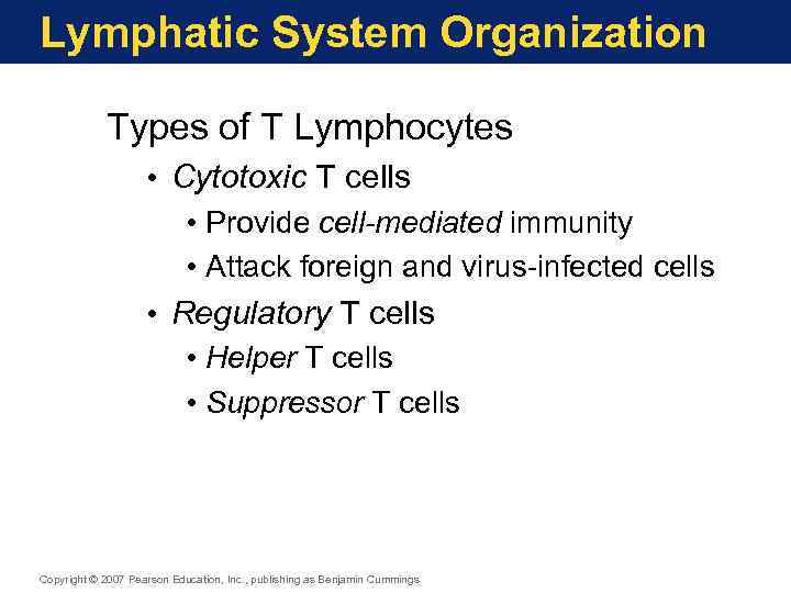 Lymphatic System Organization Types of T Lymphocytes • Cytotoxic T cells • Provide cell-mediated