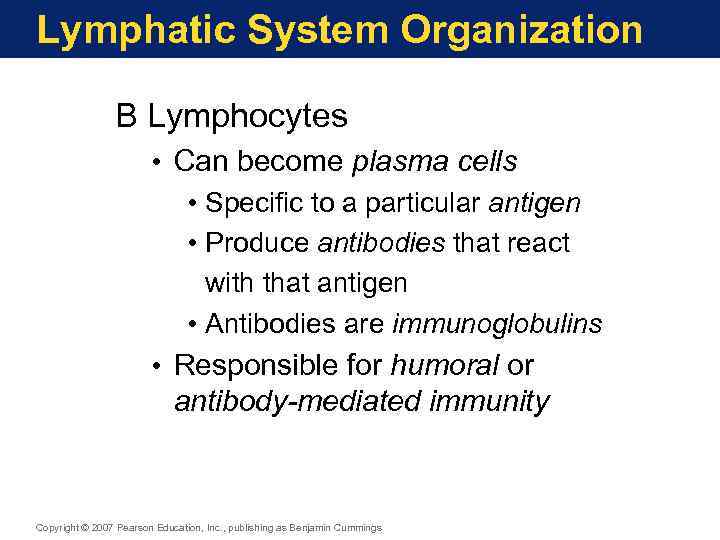 Lymphatic System Organization B Lymphocytes • Can become plasma cells • Specific to a