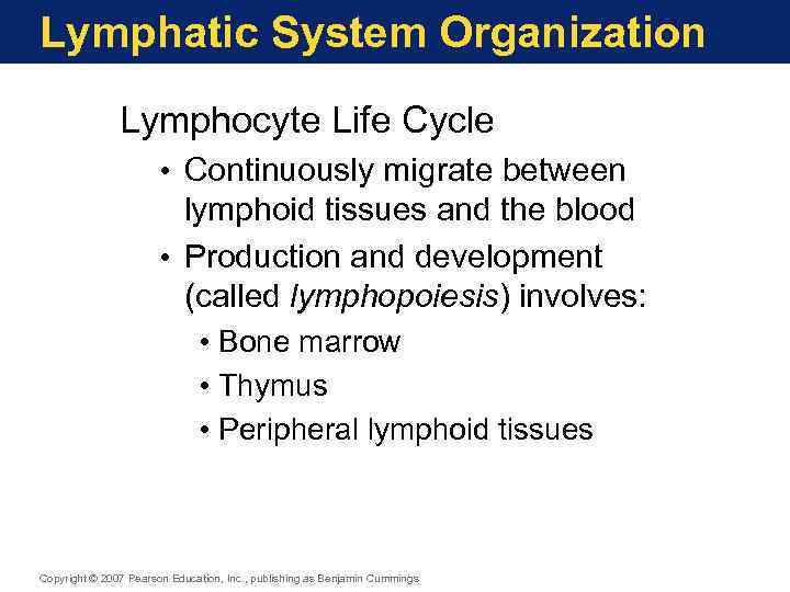 Lymphatic System Organization Lymphocyte Life Cycle • Continuously migrate between lymphoid tissues and the