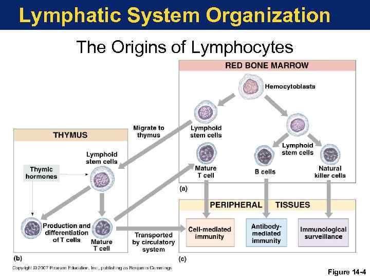 Lymphatic System Organization The Origins of Lymphocytes Figure 14 -4 