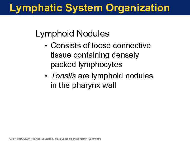 Lymphatic System Organization Lymphoid Nodules • Consists of loose connective tissue containing densely packed