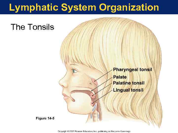 Lymphatic System Organization The Tonsils Figure 14 -5 