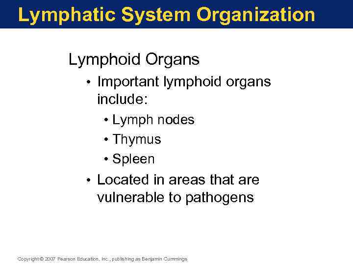 Lymphatic System Organization Lymphoid Organs • Important lymphoid organs include: • Lymph nodes •