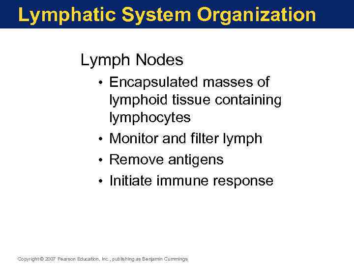 Lymphatic System Organization Lymph Nodes • Encapsulated masses of lymphoid tissue containing lymphocytes •