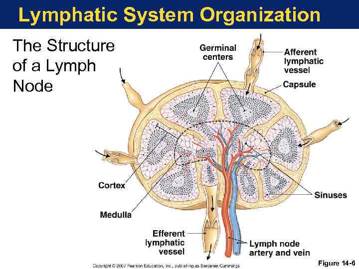 Lymphatic System Organization The Structure of a Lymph Node Figure 14 -6 