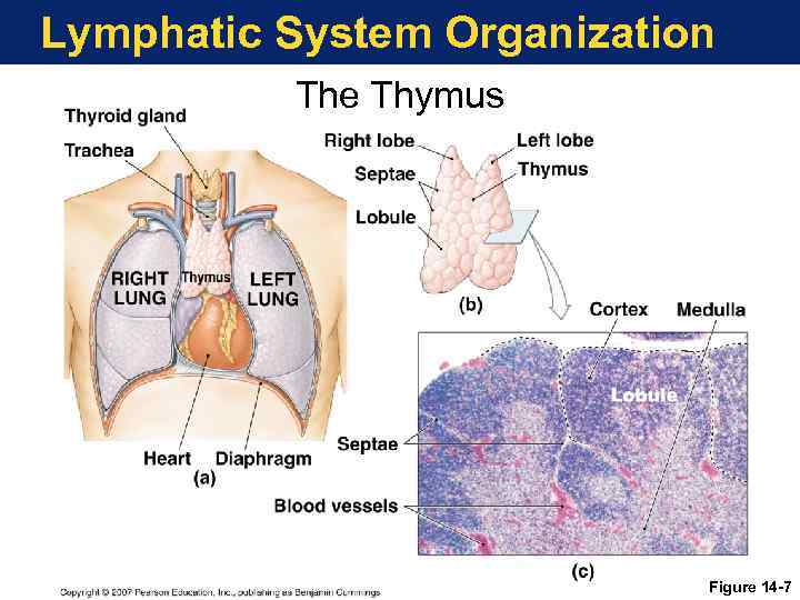 Lymphatic System Organization The Thymus Figure 14 -7 