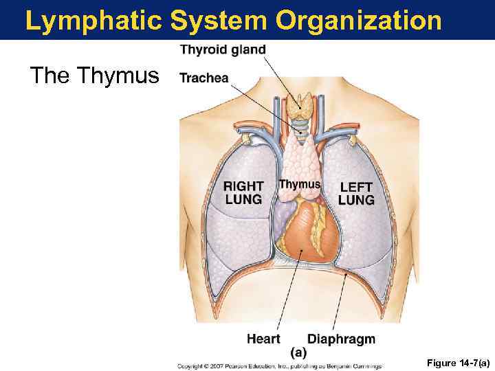 Lymphatic System Organization The Thymus Figure 14 -7(a) 