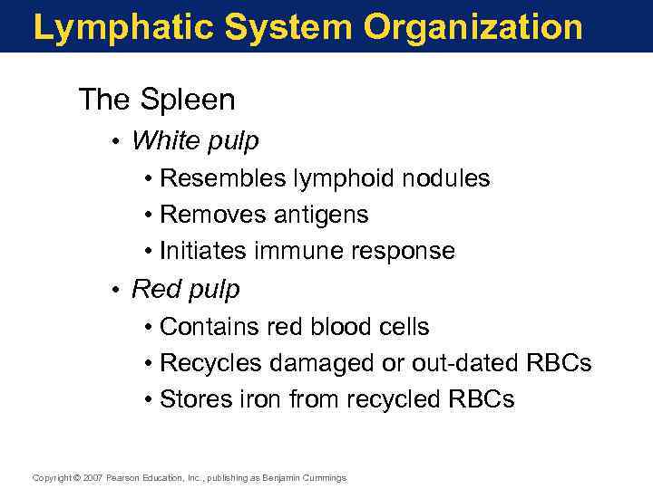 Lymphatic System Organization The Spleen • White pulp • Resembles lymphoid nodules • Removes