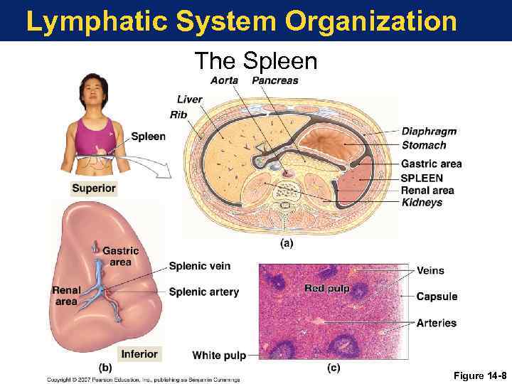 Lymphatic System Organization The Spleen Figure 14 -8 