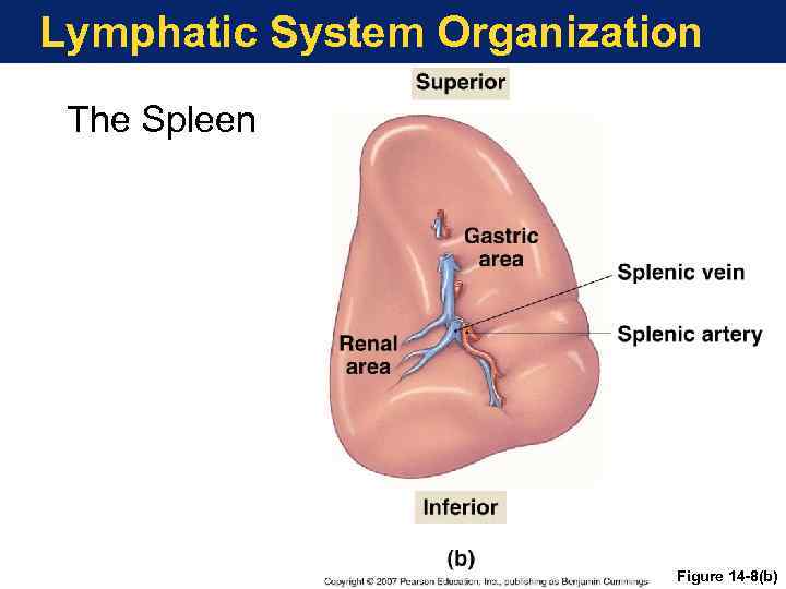 Lymphatic System Organization The Spleen Figure 14 -8(b) 