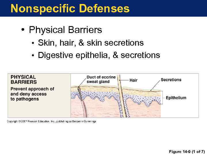 Nonspecific Defenses • Physical Barriers • Skin, hair, & skin secretions • Digestive epithelia,