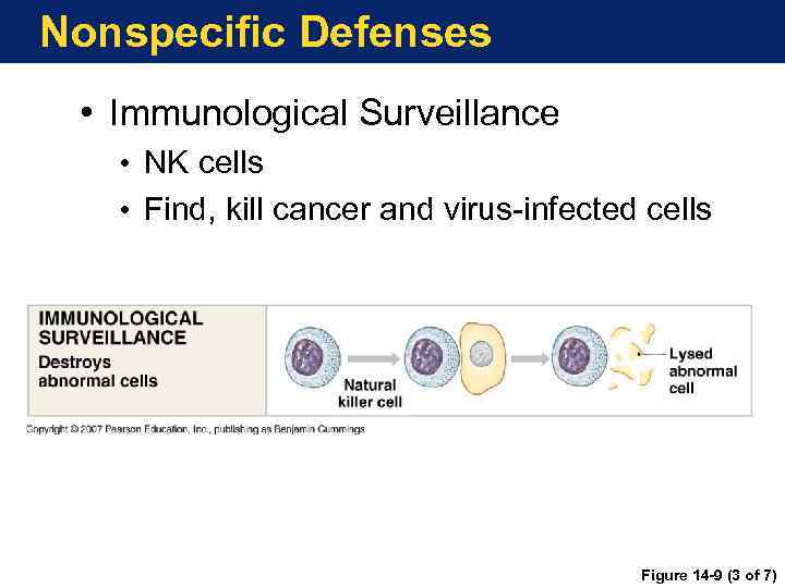 Nonspecific Defenses • Immunological Surveillance • NK cells • Find, kill cancer and virus-infected