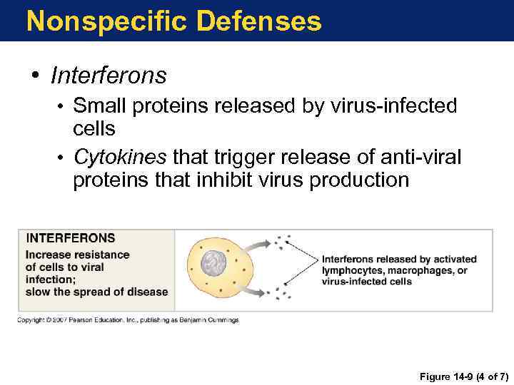 Nonspecific Defenses • Interferons • Small proteins released by virus-infected cells • Cytokines that