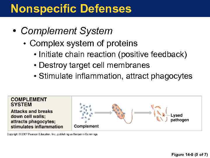 Nonspecific Defenses • Complement System • Complex system of proteins • Initiate chain reaction