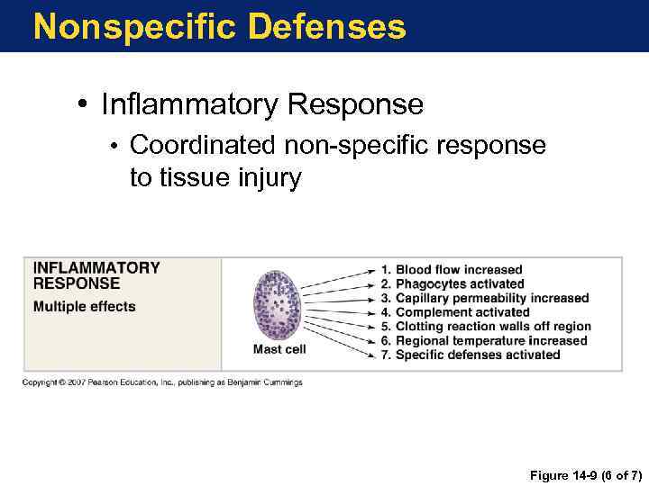 Nonspecific Defenses • Inflammatory Response • Coordinated non-specific response to tissue injury Figure 14
