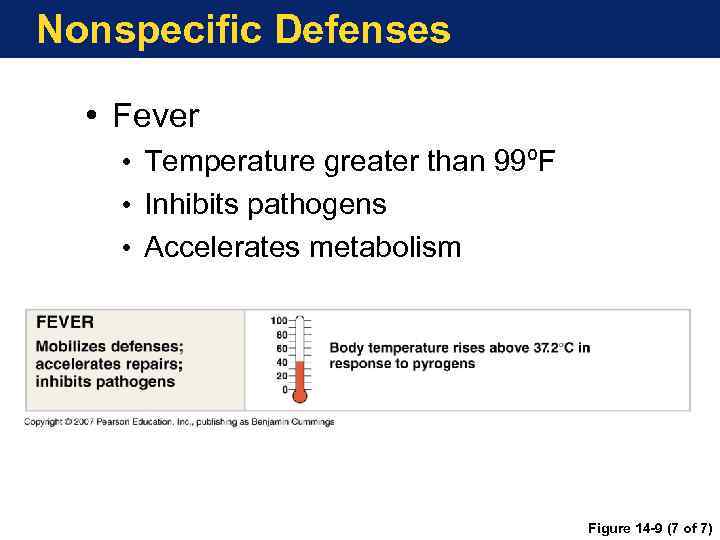 Nonspecific Defenses • Fever • Temperature greater than 99ºF • Inhibits pathogens • Accelerates
