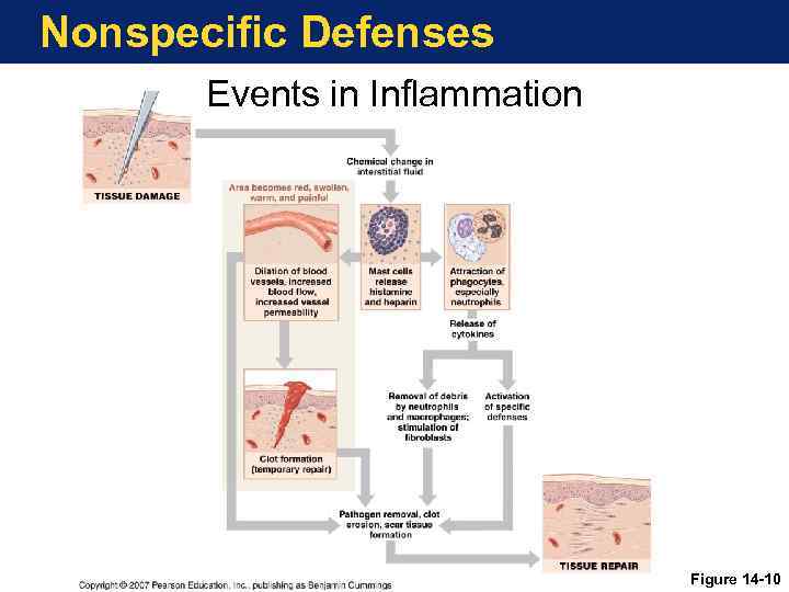 Nonspecific Defenses Events in Inflammation Figure 14 -10 