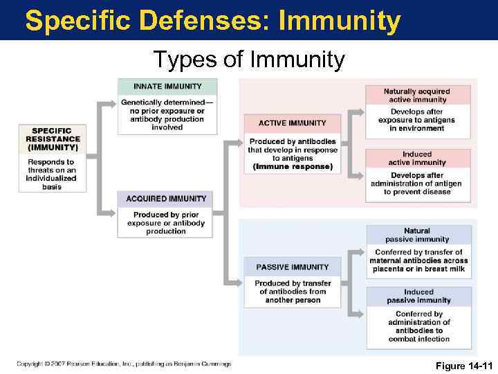 Specific Defenses: Immunity Types of Immunity Figure 14 -11 