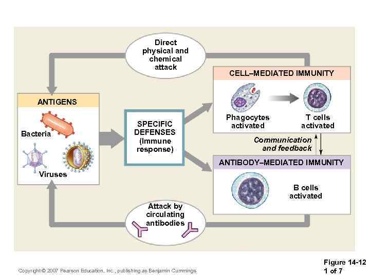 Direct physical and chemical attack CELL–MEDIATED IMMUNITY ANTIGENS Bacteria SPECIFIC DEFENSES (Immune response) Phagocytes