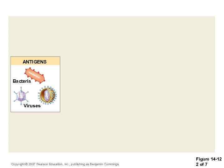 ANTIGENS Bacteria Viruses Copyright © 2007 Pearson Education, Inc. , publishing as Benjamin Cummings