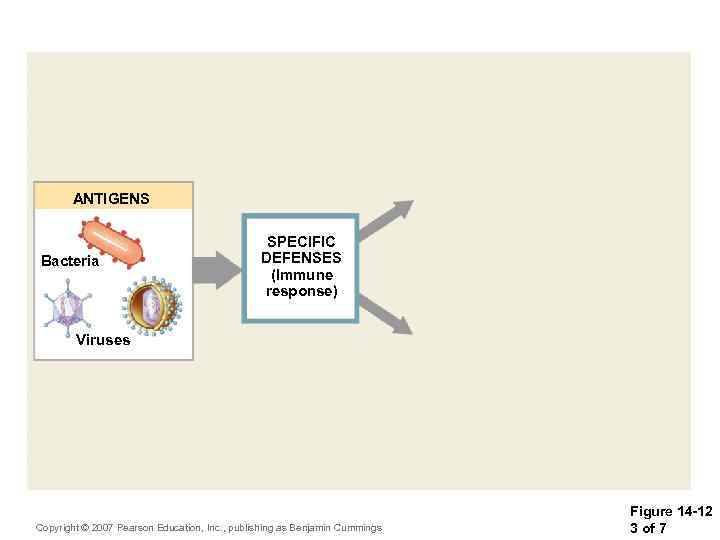 ANTIGENS Bacteria SPECIFIC DEFENSES (Immune response) Viruses Copyright © 2007 Pearson Education, Inc. ,