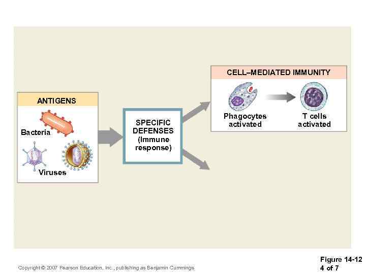 CELL–MEDIATED IMMUNITY ANTIGENS Bacteria SPECIFIC DEFENSES (Immune response) Phagocytes activated T cells activated Viruses