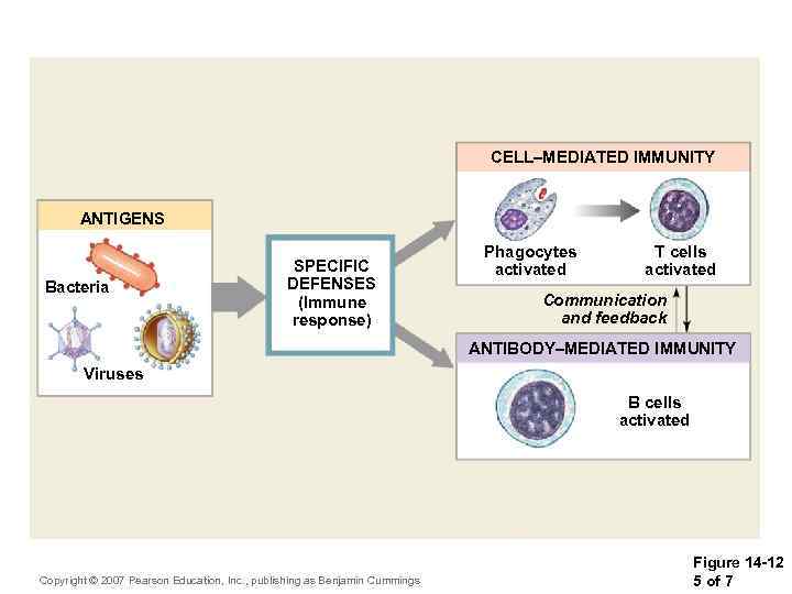 CELL–MEDIATED IMMUNITY ANTIGENS Bacteria SPECIFIC DEFENSES (Immune response) Phagocytes activated T cells activated Communication