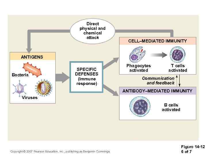 Direct physical and chemical attack CELL–MEDIATED IMMUNITY ANTIGENS Bacteria SPECIFIC DEFENSES (Immune response) Phagocytes