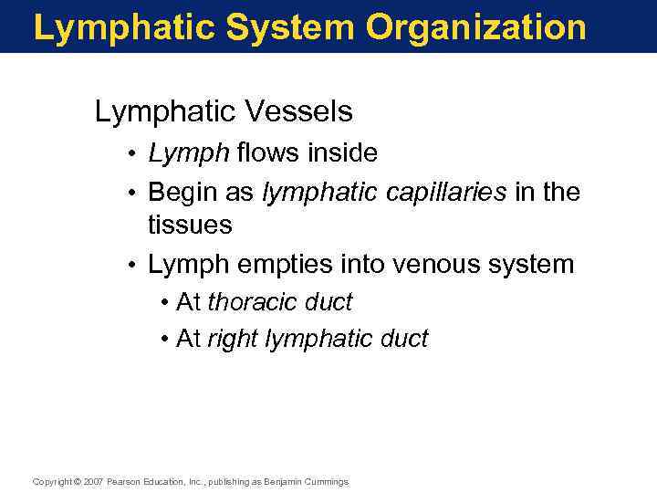 Lymphatic System Organization Lymphatic Vessels • Lymph flows inside • Begin as lymphatic capillaries