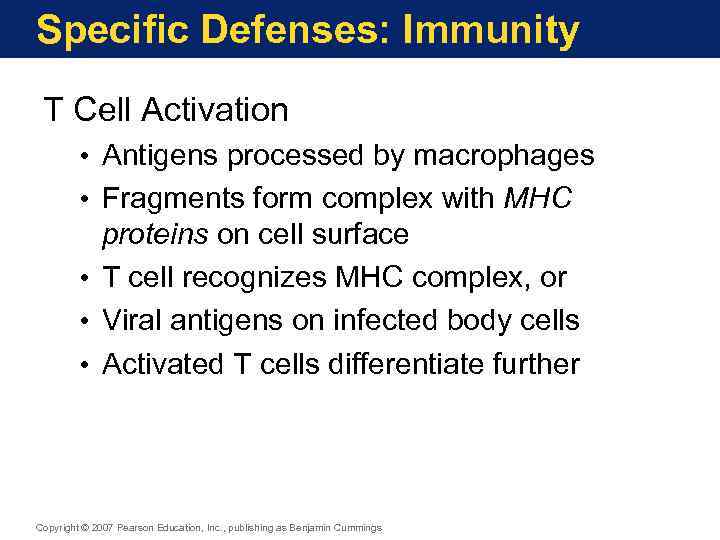 Specific Defenses: Immunity T Cell Activation • Antigens processed by macrophages • Fragments form