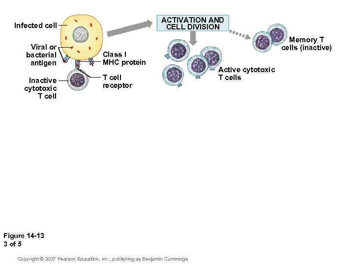 ACTIVATION AND CELL DIVISION Infected cell Viral or bacterial antigen Inactive cytotoxic T cell