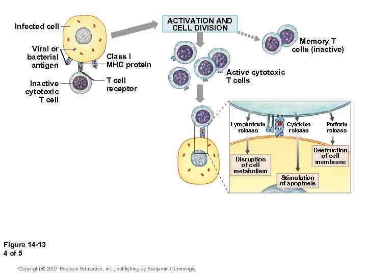 ACTIVATION AND CELL DIVISION Infected cell Viral or bacterial antigen Inactive cytotoxic T cell