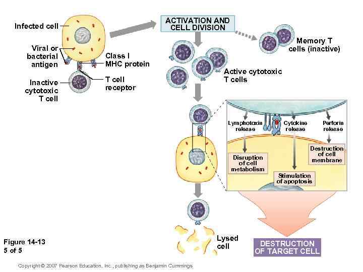 ACTIVATION AND CELL DIVISION Infected cell Viral or bacterial antigen Inactive cytotoxic T cell