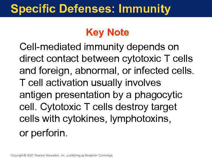 Specific Defenses: Immunity Key Note Cell-mediated immunity depends on direct contact between cytotoxic T