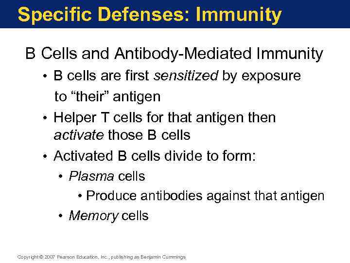 Specific Defenses: Immunity B Cells and Antibody-Mediated Immunity • B cells are first sensitized