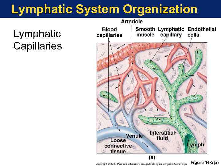 Lymphatic System Organization Lymphatic Capillaries Figure 14 -2(a) 