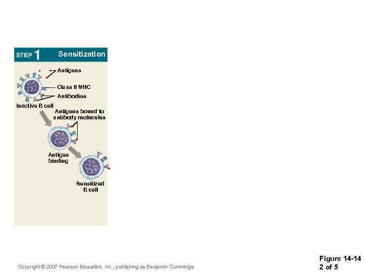 Sensitization Antigens Class II MHC Antibodies Inactive B cell Antigens bound to antibody molecules