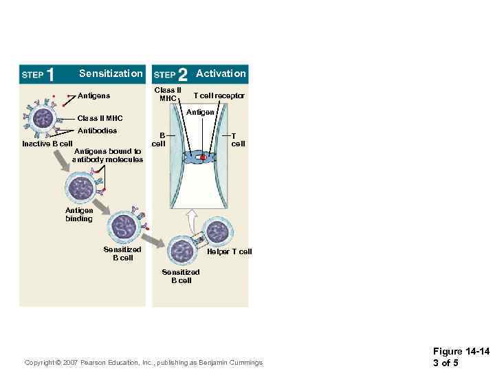 Sensitization Antigens Activation Class II MHC Antigen Class II MHC Antibodies Inactive B cell