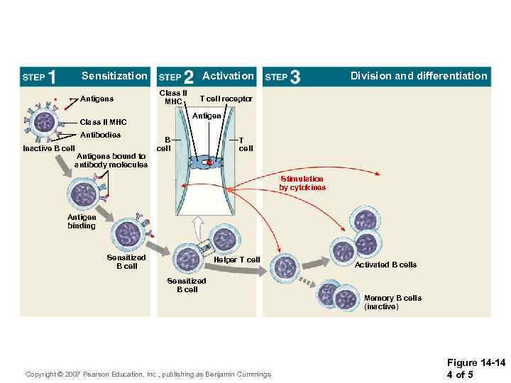 Sensitization Antigens Activation Class II MHC Inactive B cell Antigens bound to antibody molecules