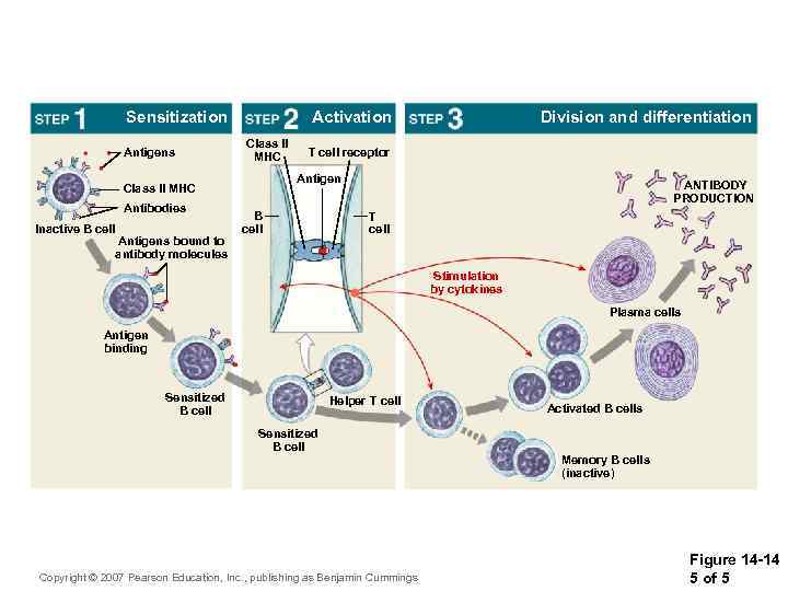 Sensitization Antigens Activation Class II MHC Inactive B cell Antigens bound to antibody molecules