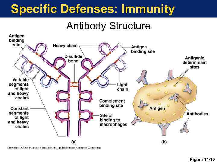 Specific Defenses: Immunity Antibody Structure Figure 14 -15 