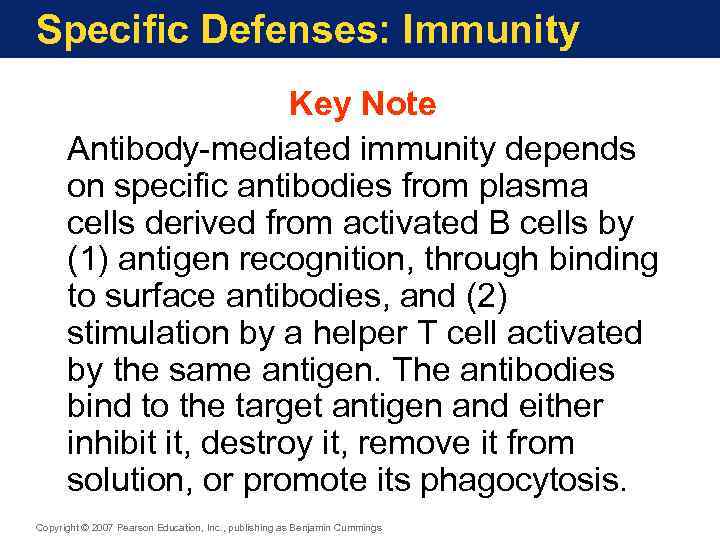Specific Defenses: Immunity Key Note Antibody-mediated immunity depends on specific antibodies from plasma cells