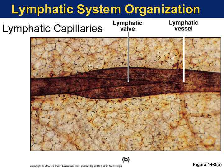 Lymphatic System Organization Lymphatic Capillaries Figure 14 -2(b) 